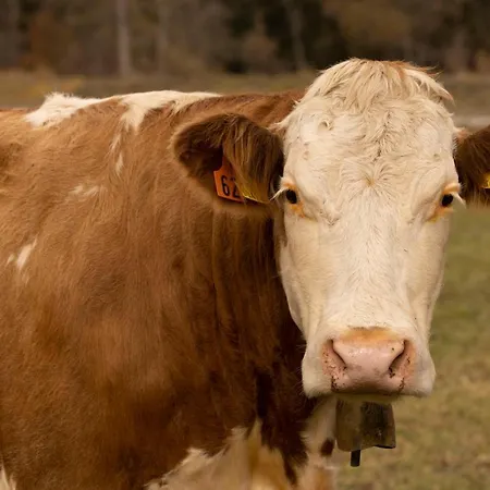 شقة Apartmenthaus Berdnik *