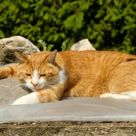 Apartmenthaus Berdnik * ケットシャッハ＝マウテン