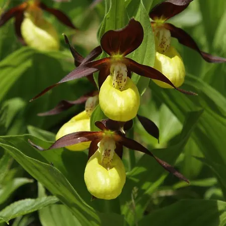 شقة Apartmenthaus Berdnik