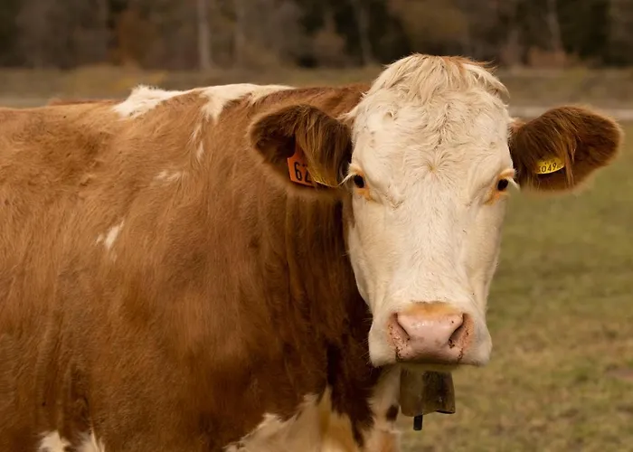 Apartament Apartmenthaus Berdnik *