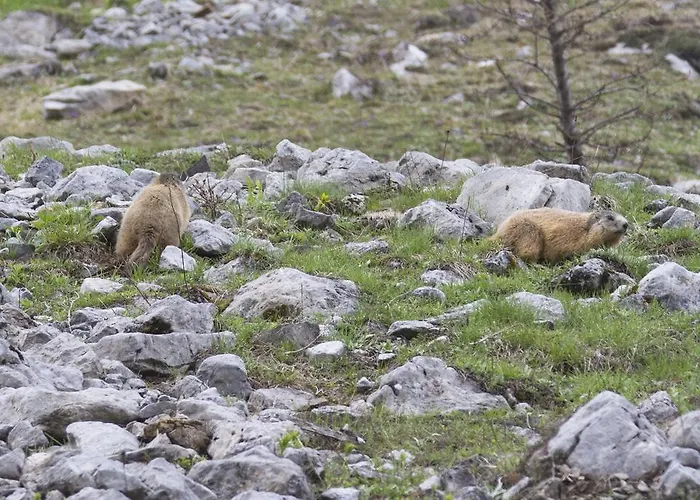 Apartmenthaus Berdnik Apartament