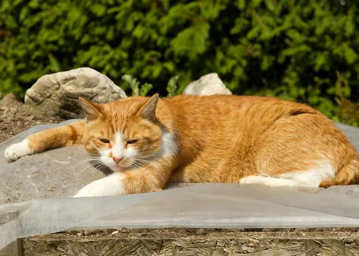 Apartmenthaus Berdnik * Kotschach-Mauthen