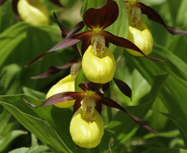 Apartament Apartmenthaus Berdnik